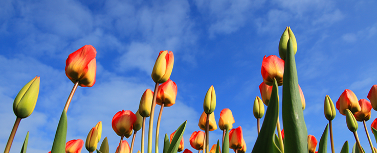 Slider – Tulpen